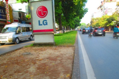 Hà Nội bóc cỏ dải phân cách đường để... lát gạch